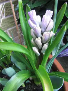Hyacinth in bud in spring