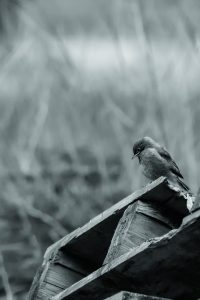 Bird in garden (black and white image)