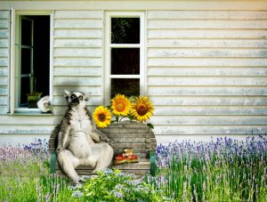 Lemur sitting on a garden bench, relaxing