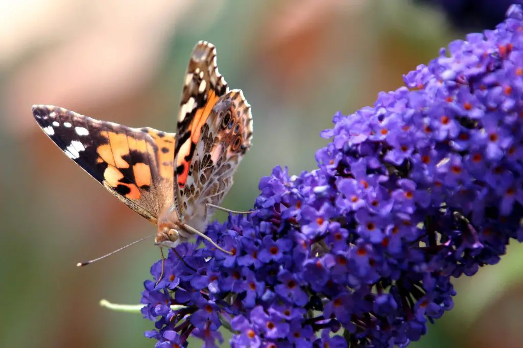 Butterfly on buddleia