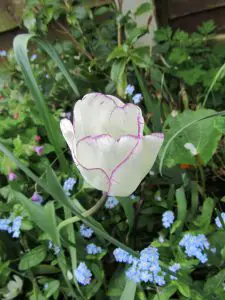White tulip with pink edge in May