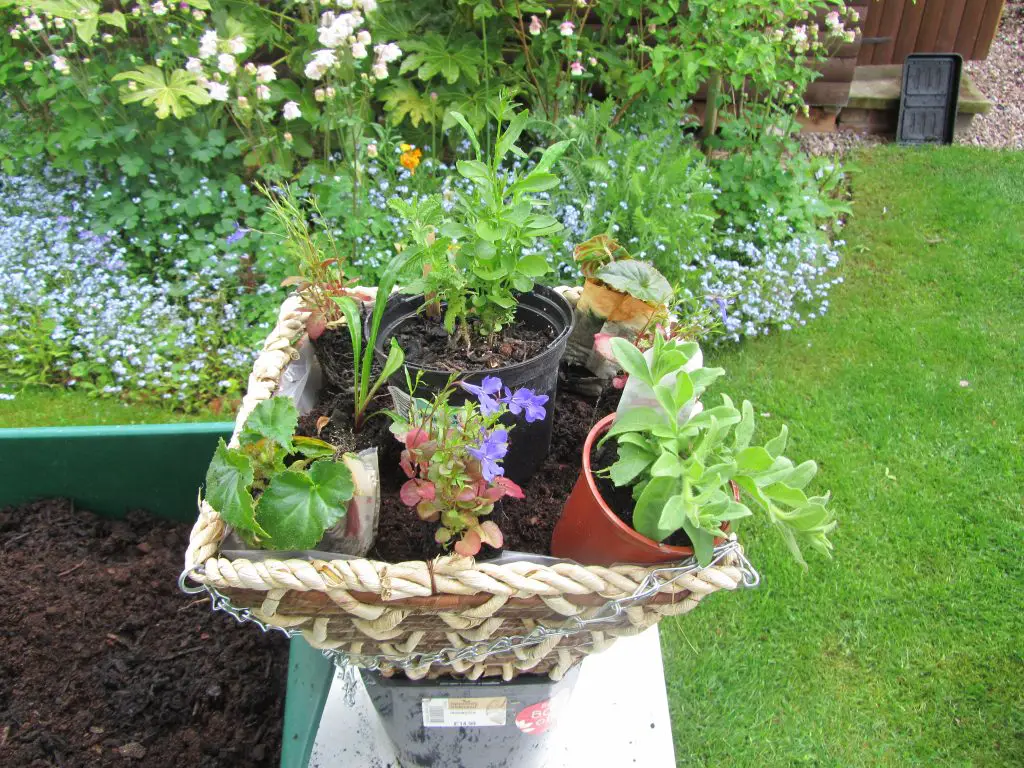 Positioning plants in hanging basket