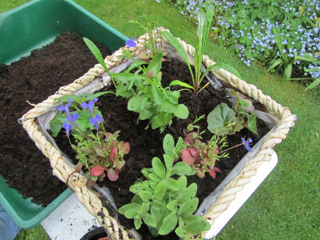Hanging basket for planting