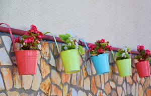 pots of begonias