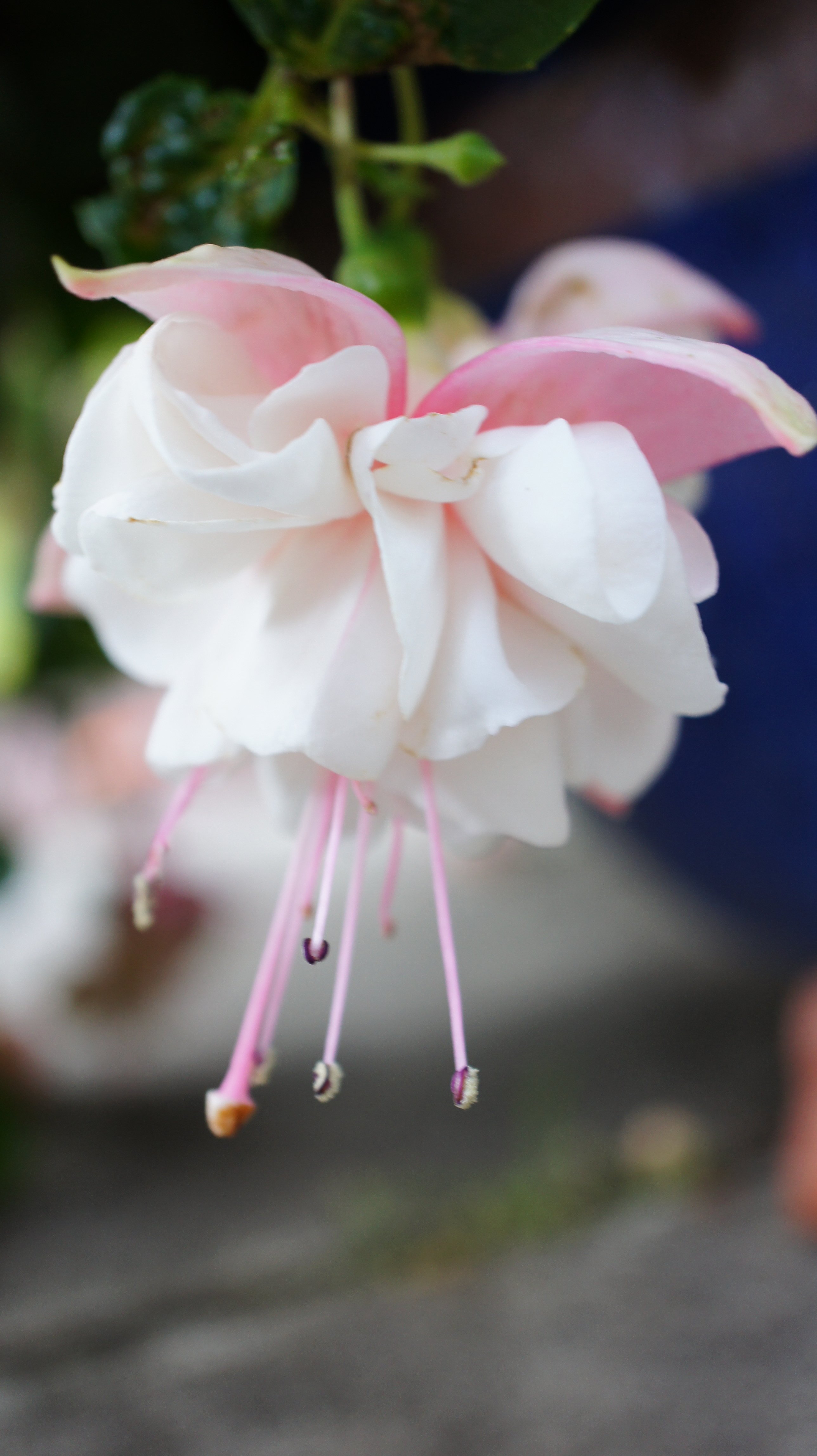 Fuschia