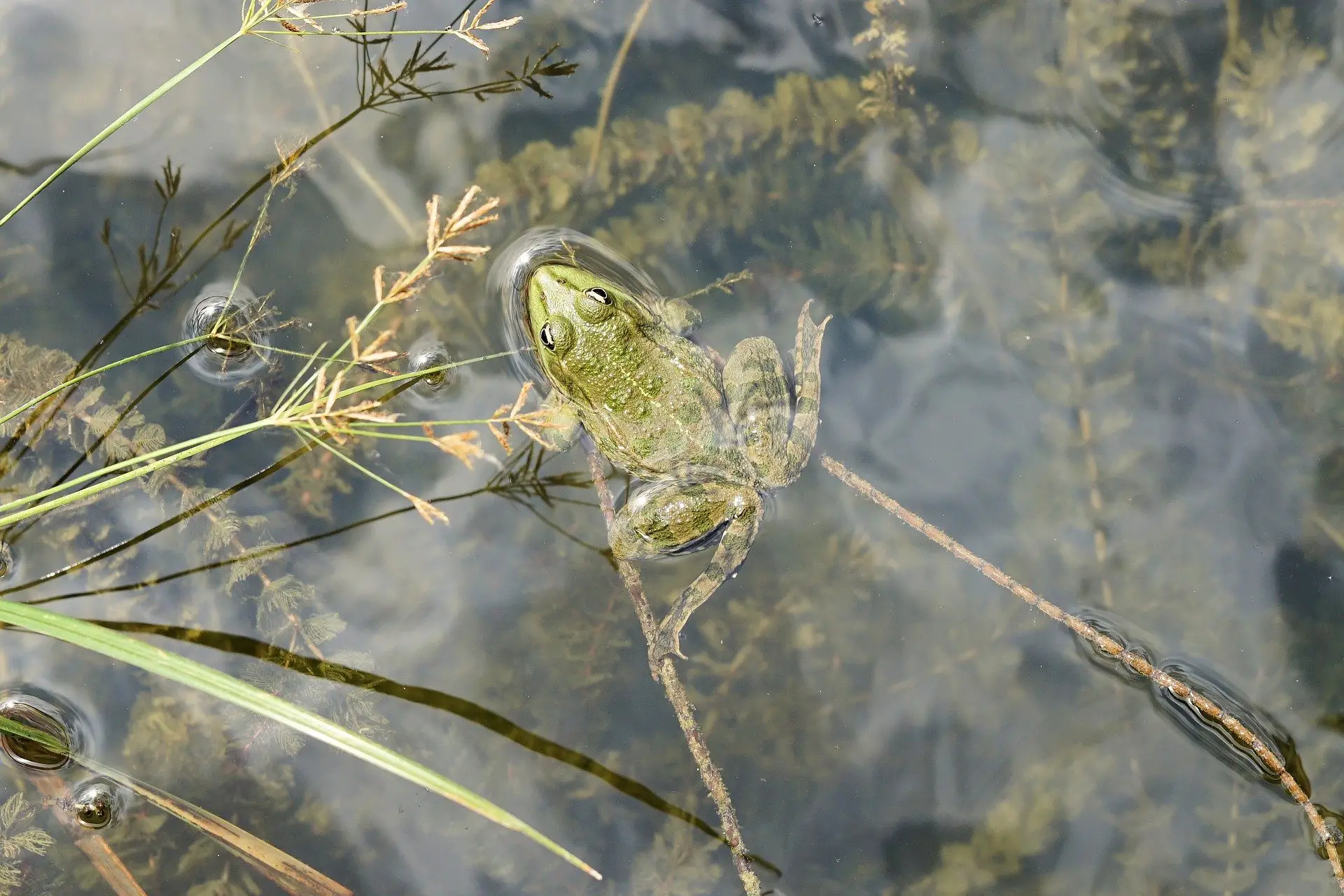 Frog in pond - September Gardening
