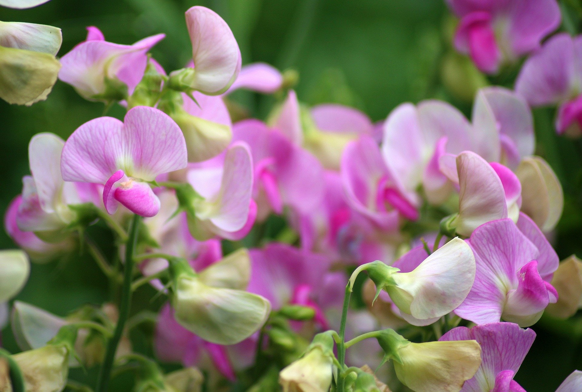 Sweet peas - September Gardening