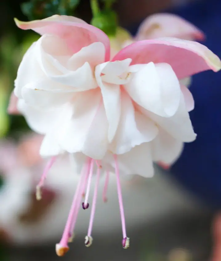 Fuschia