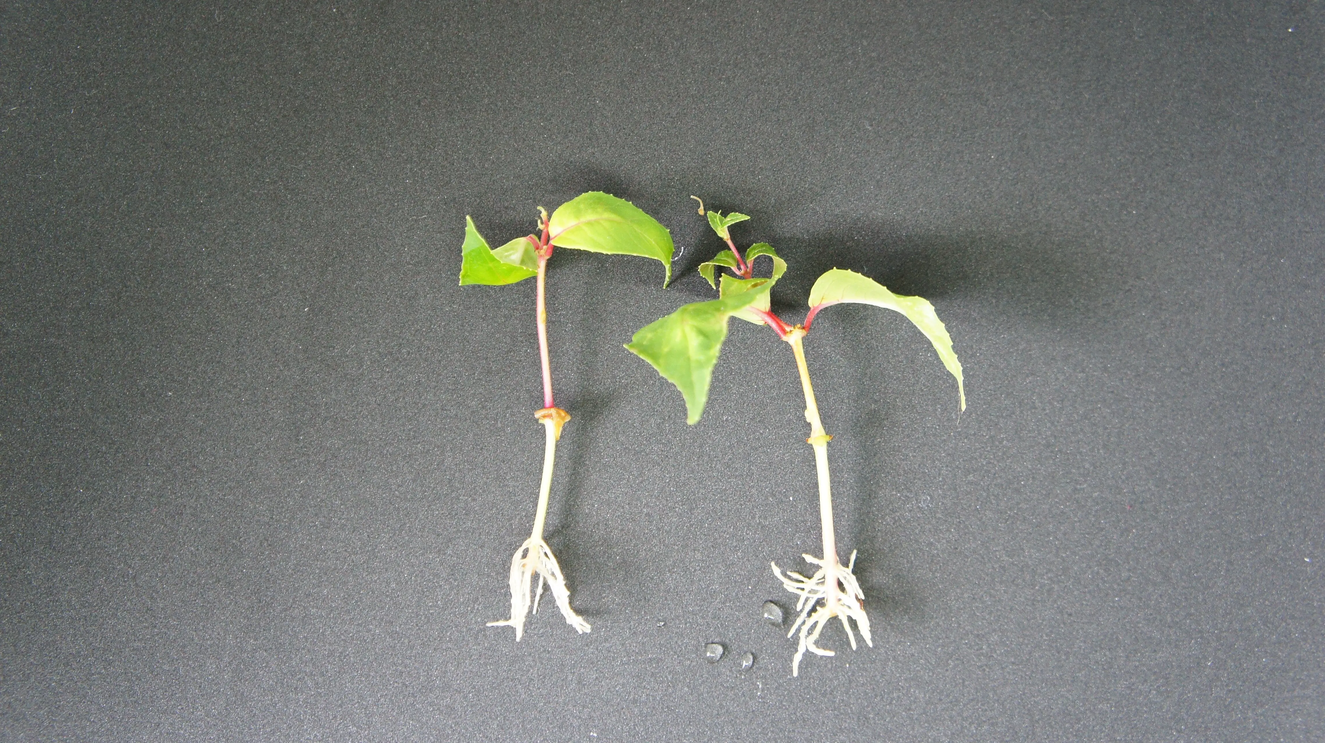 Fuschia cuttings with roots