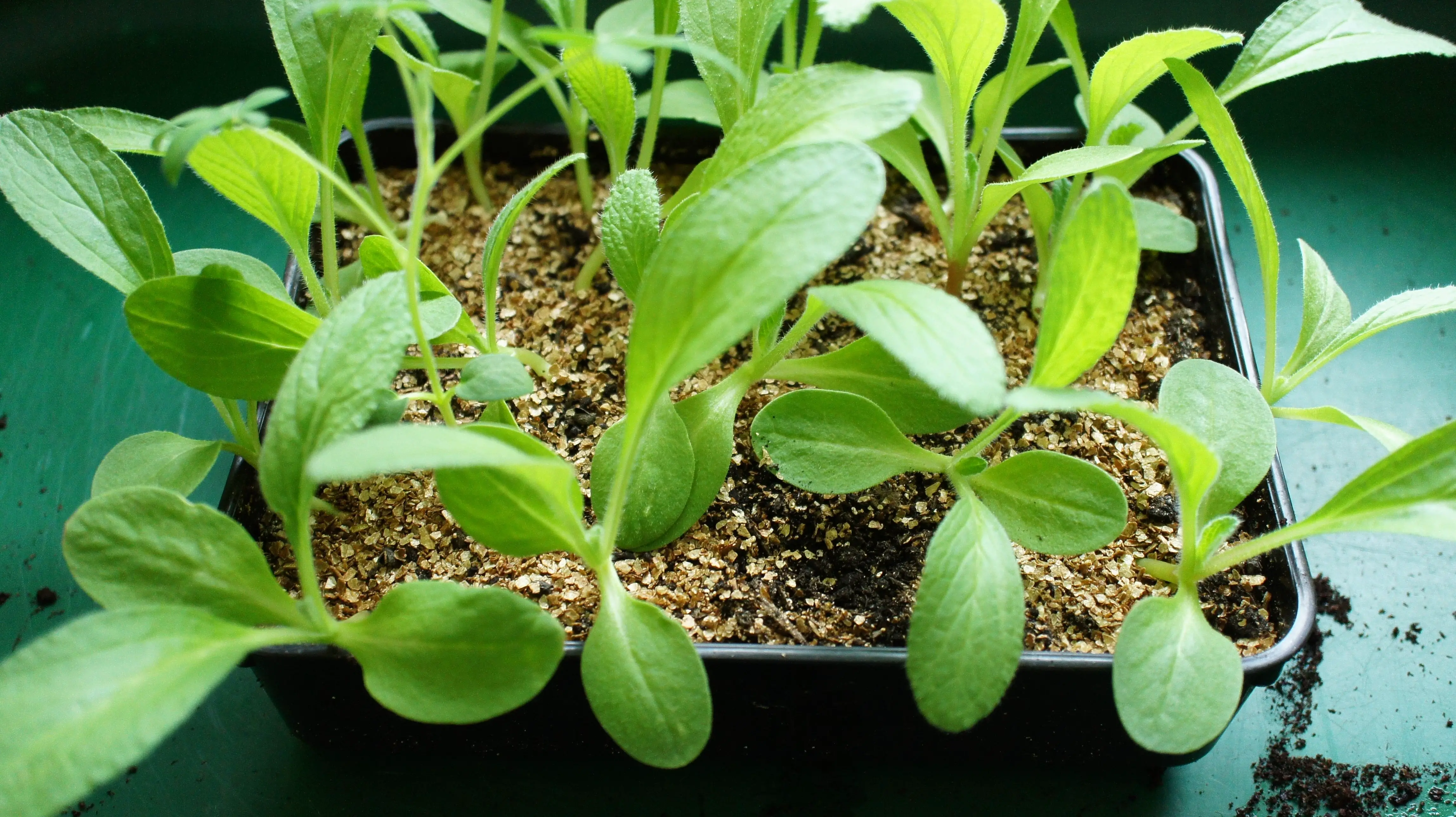 Borage seedlings