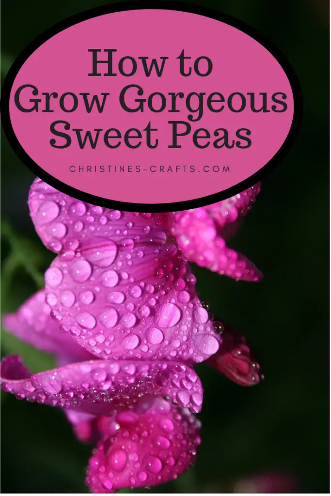 How to Grow Gorgeous Sweet Peas