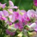 Scented Sweet Peas