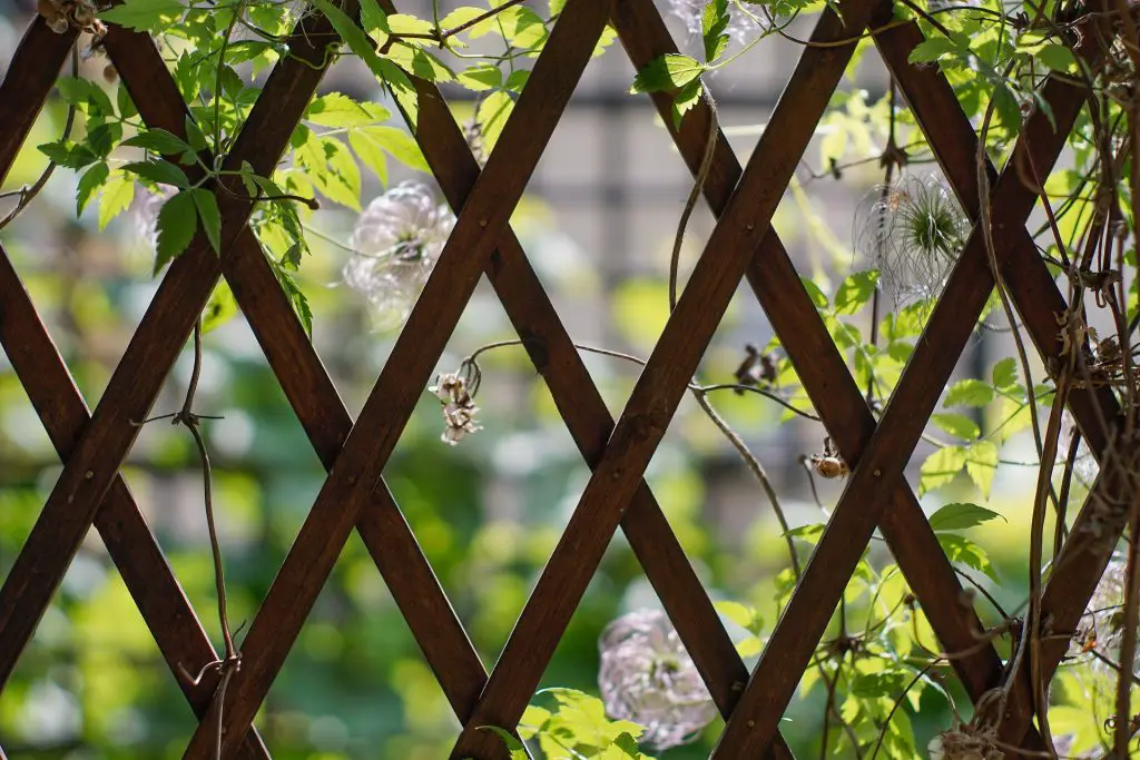 Clematis on a trellis