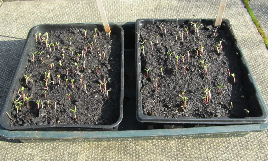  seedlings