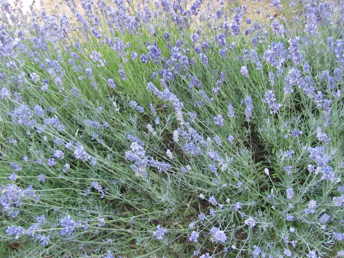 Lavender Hedge