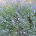 Lavender Hedge