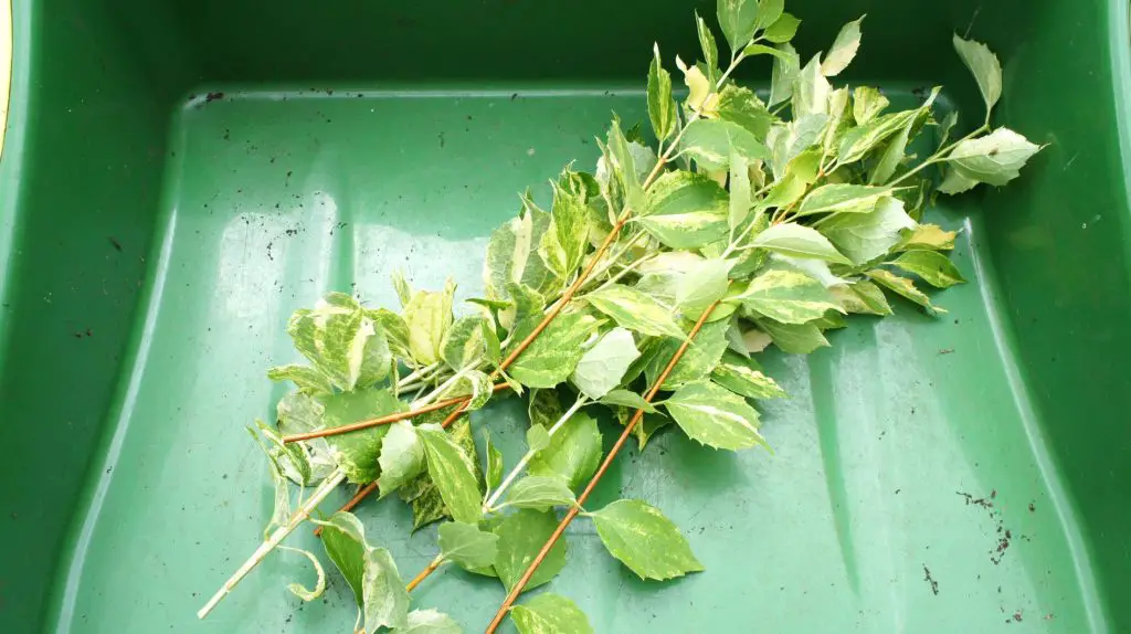 Shrub cuttings