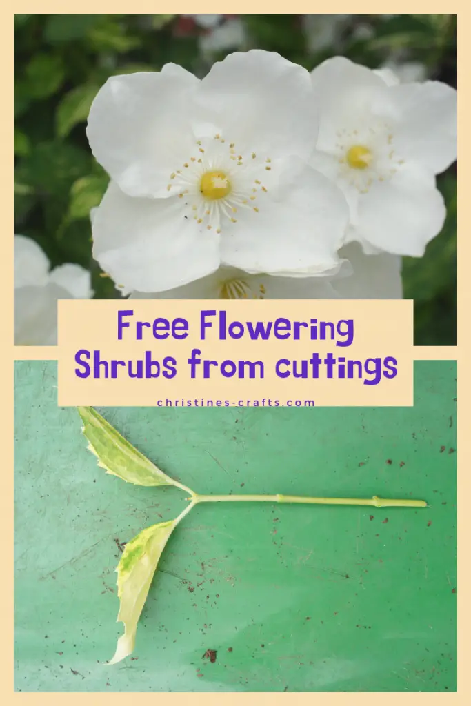 Free shrubs from cuttings