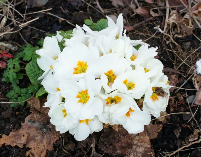 Primulas – How to Divide these Perennials for Free Plants