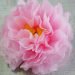 pink peony tissue paper flower