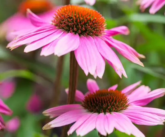 How to Plant Bare Root Perennials for Maximum Success