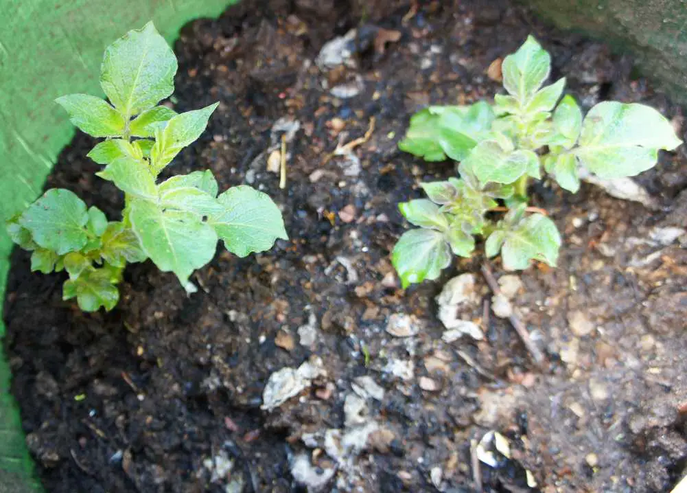 2 small potato plants