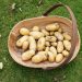 basket of harvested new potatoes