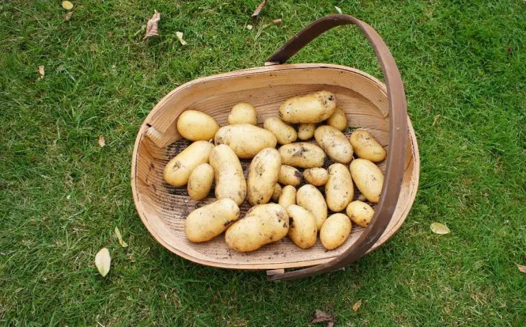 How to Grow Potatoes in Containers Successfully