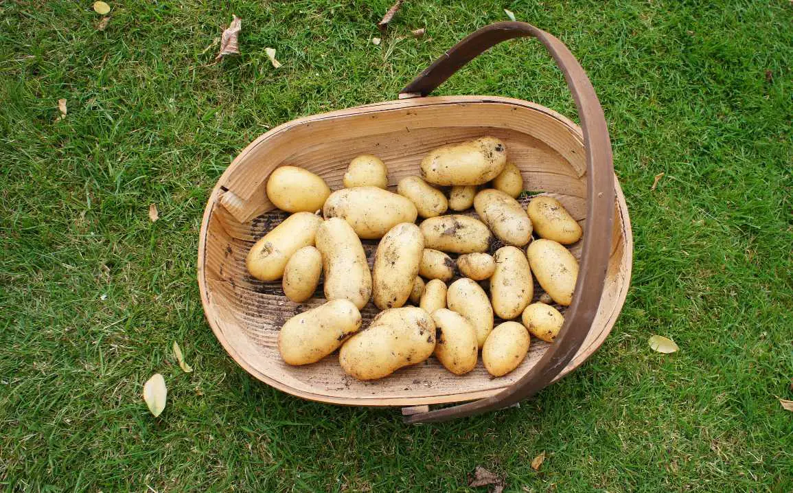 basket of harvested new potatoes