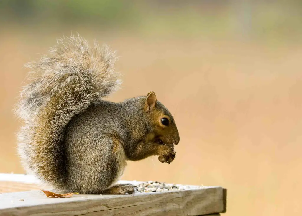 squirrel