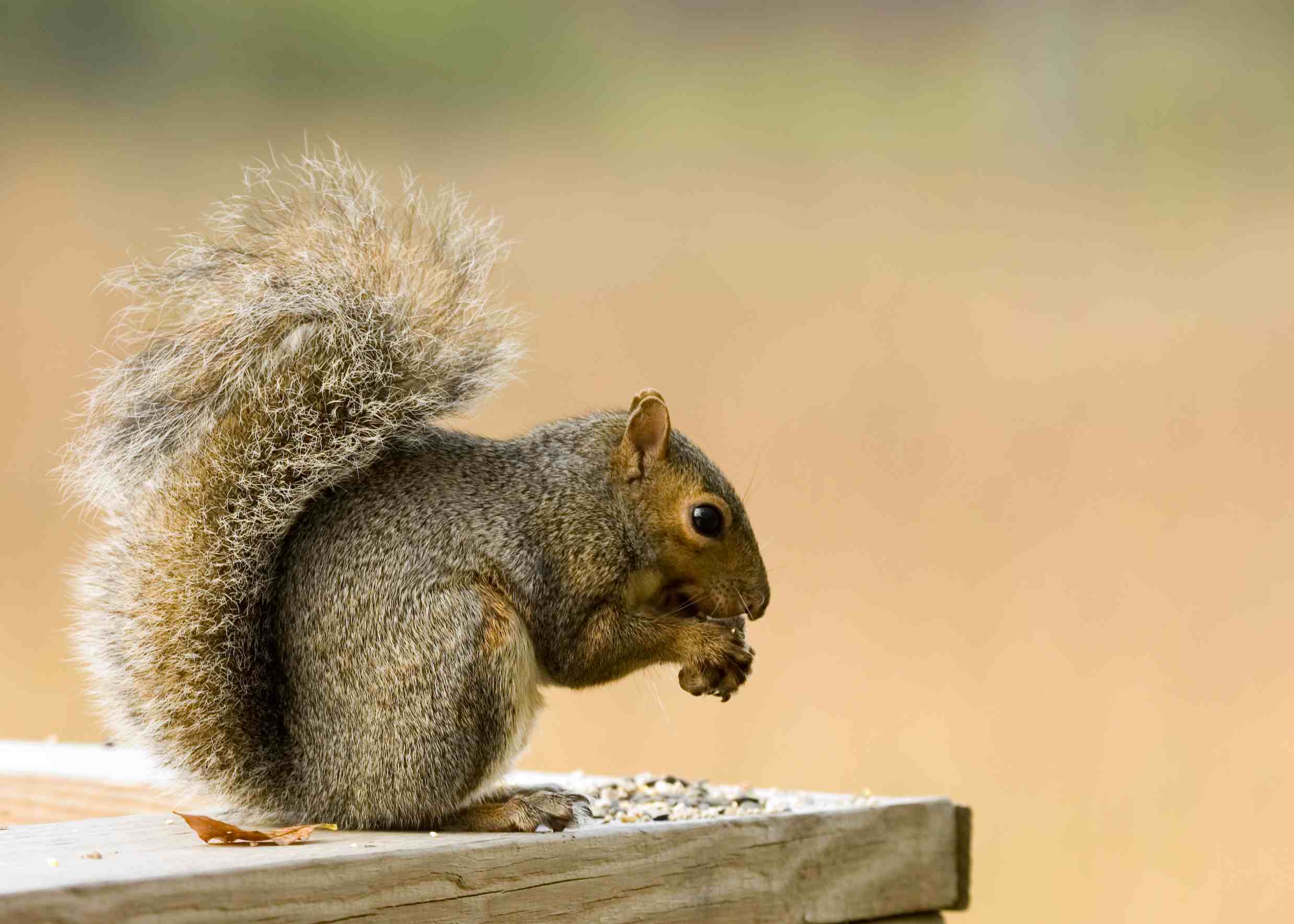 squirrel