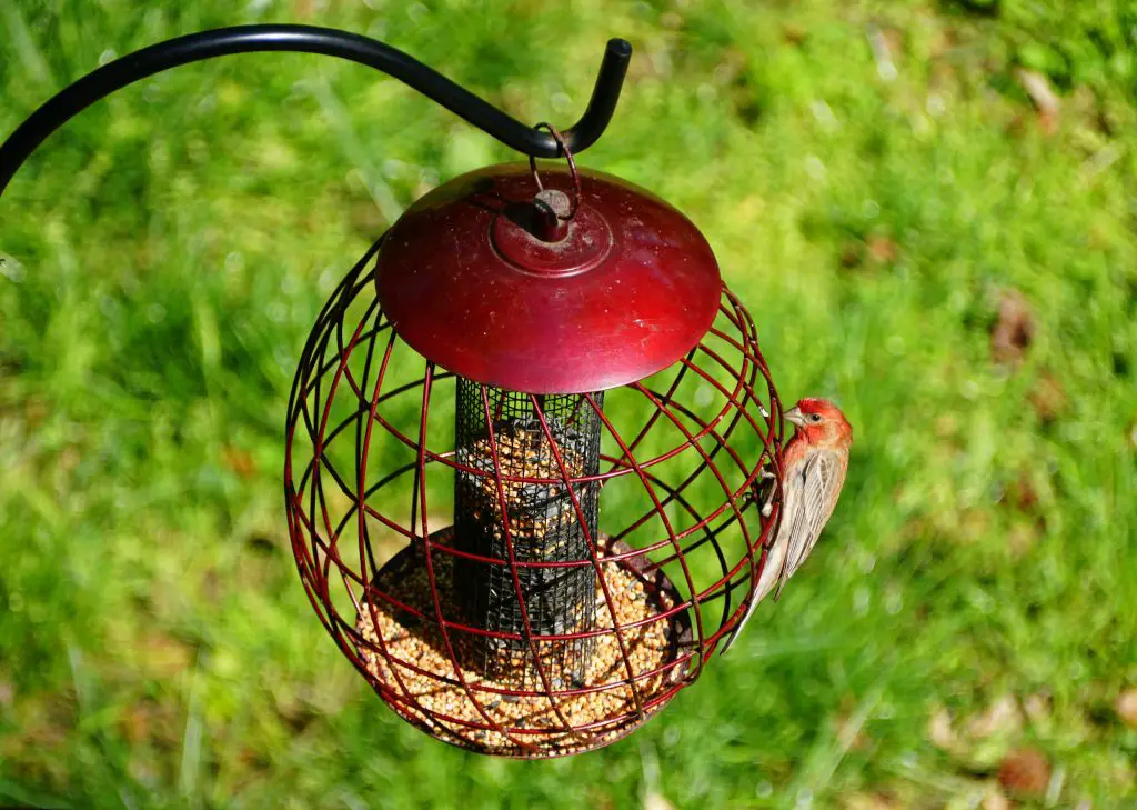 A red house finch eating seeds on the metal squirrel proof bird feeder