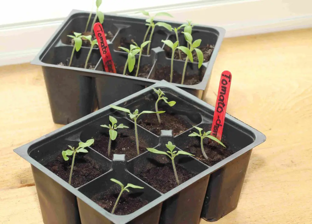 tomato plant seedlings