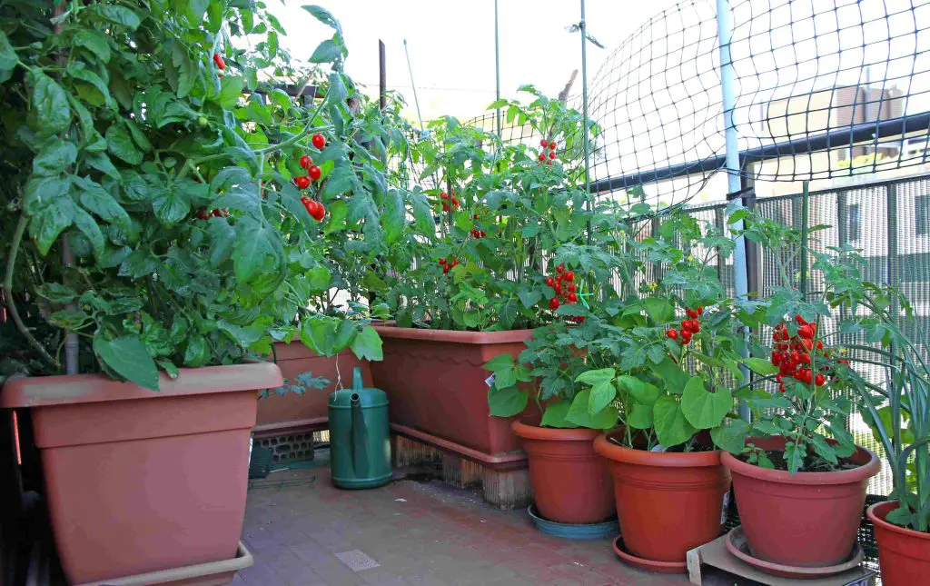 tomatoes growing in pots