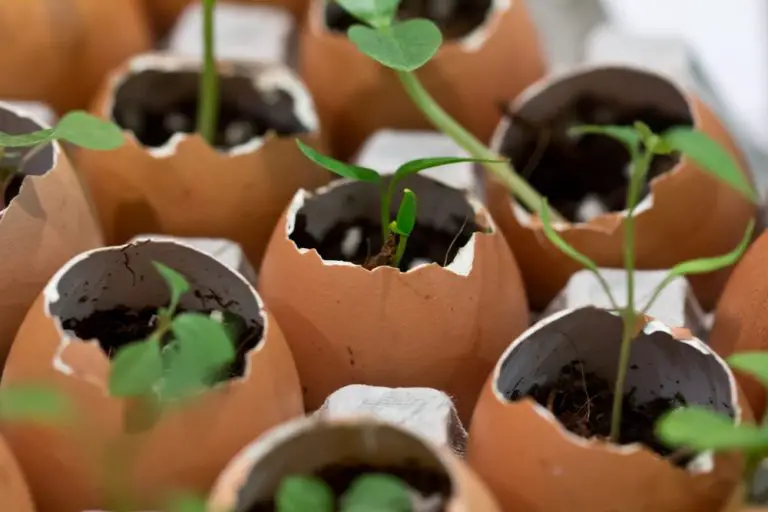 seedlings growing in eggshells