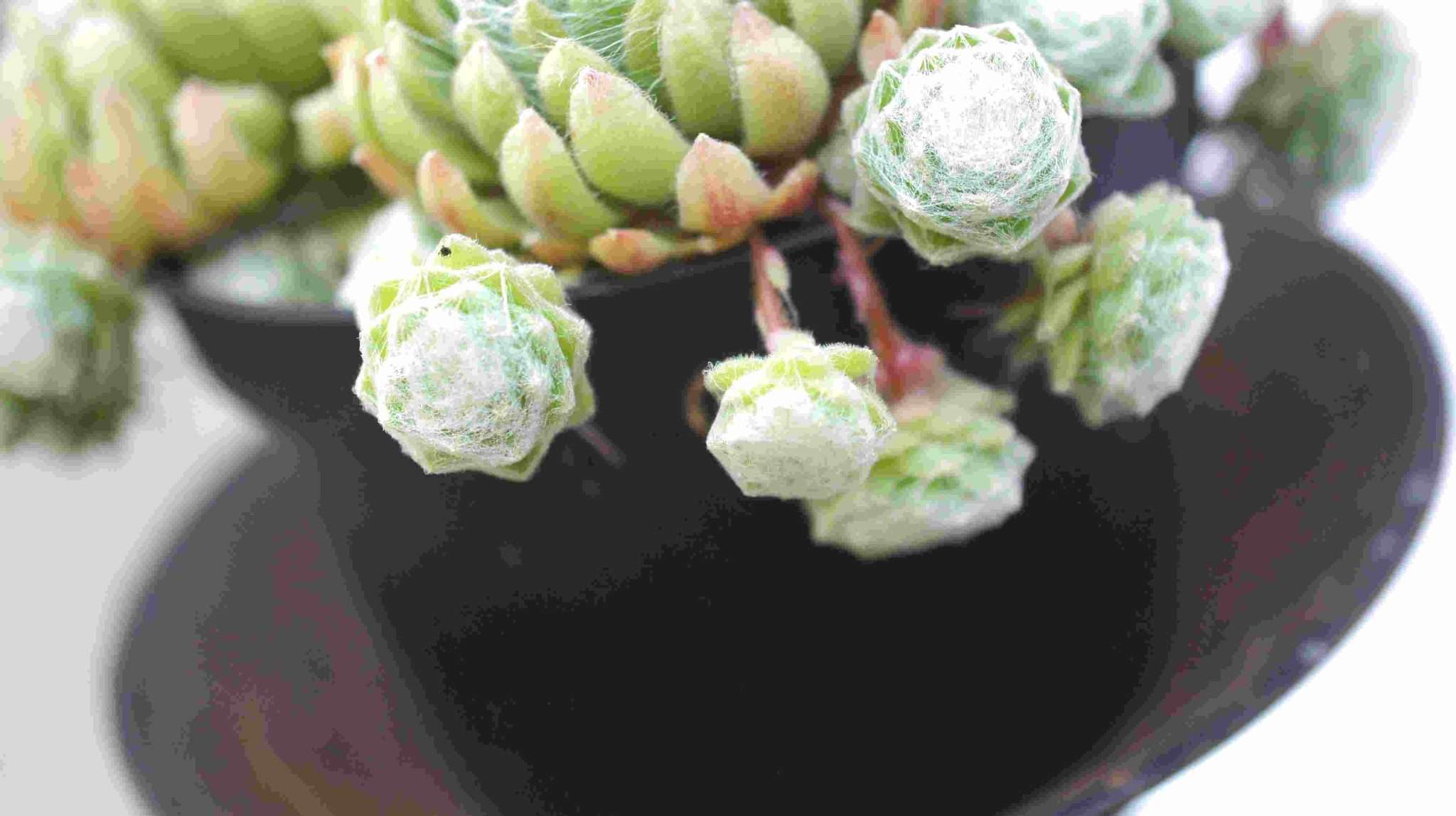 How To Grow Succulents - 6 Greatest Tips for Healthy Growth