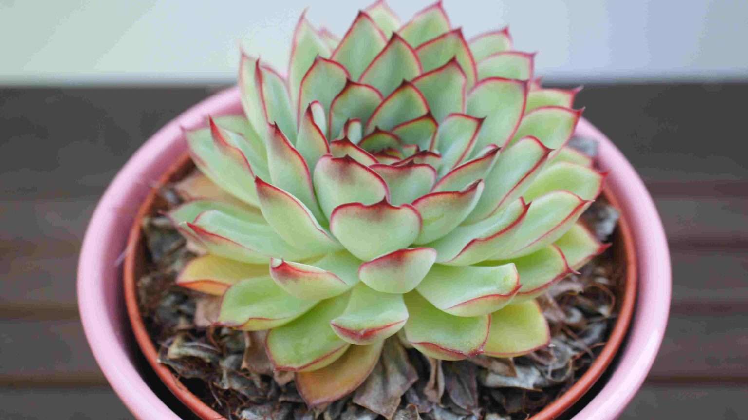 How To Grow Succulents - 6 Greatest Tips for Healthy Growth