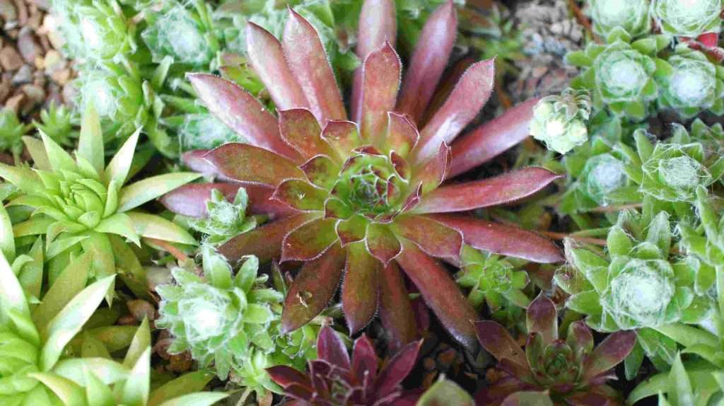 How To Grow Succulents - 6 Greatest Tips for Healthy Growth