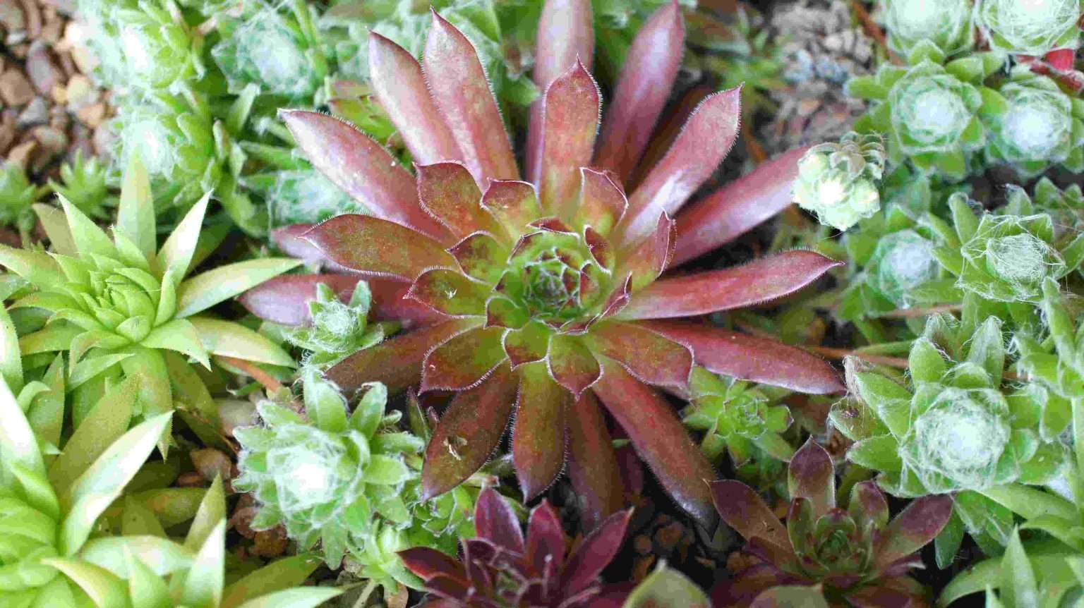 How To Grow Succulents - 6 Greatest Tips for Healthy Growth