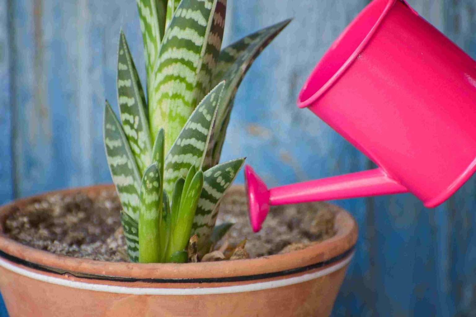 How To Grow Succulents - 6 Greatest Tips for Healthy Growth