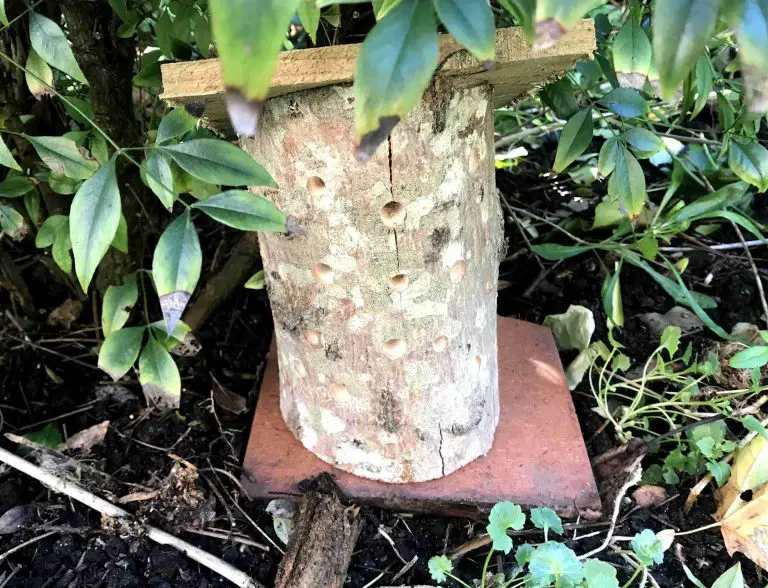 ladybird house in the garden