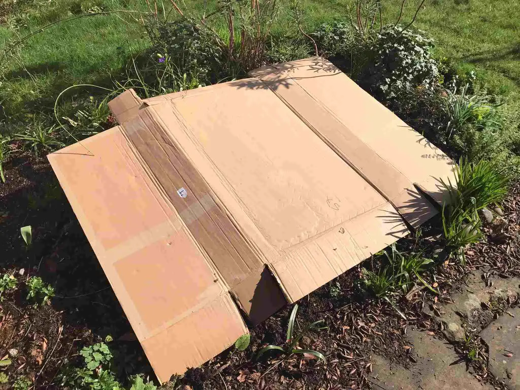 cardboard on soil to prevent weeds