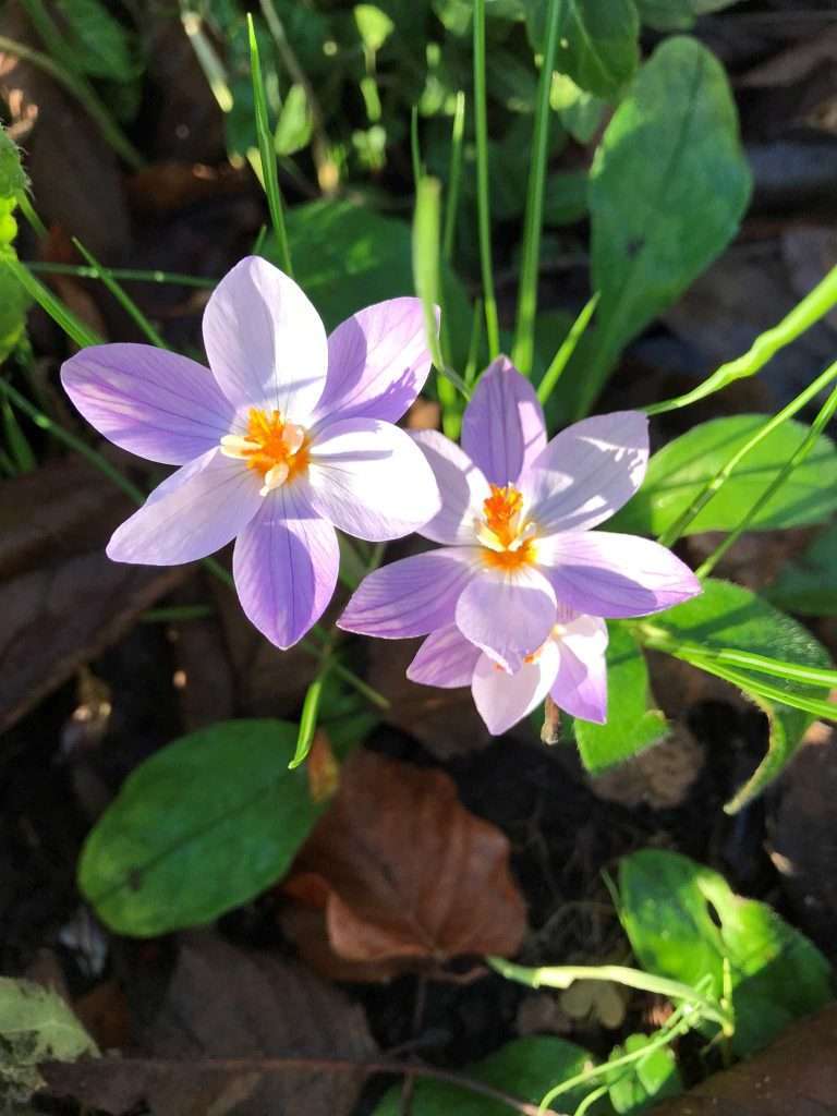 crocus flowers in the garden