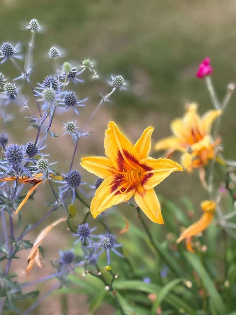 pretty blue and yellow flowers in a flower garden