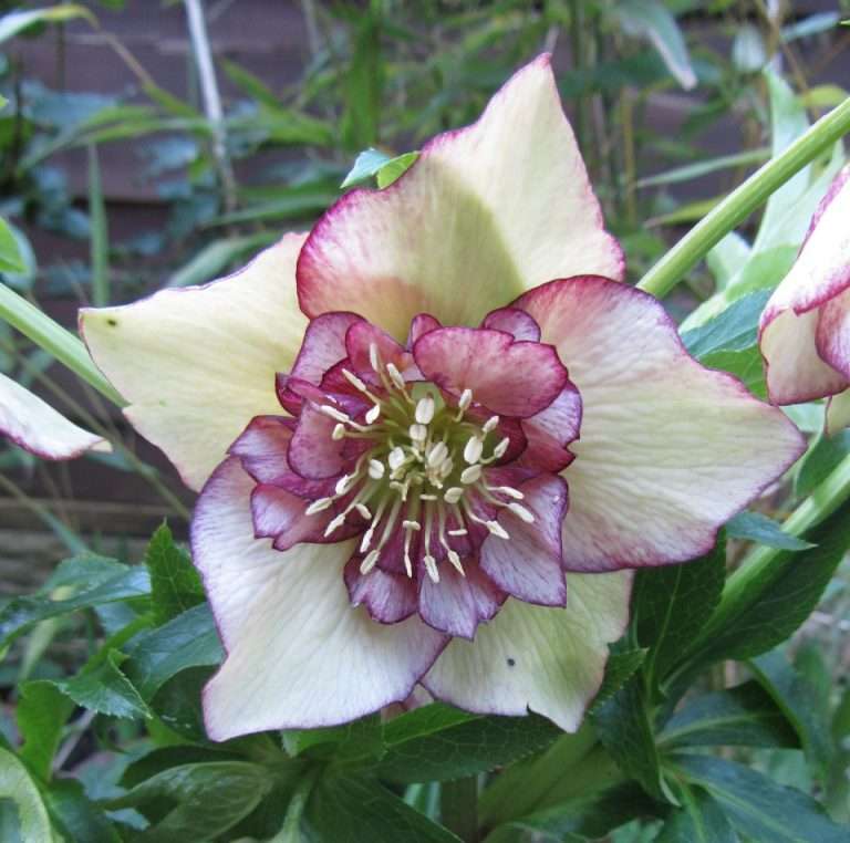 hellebore flower garden