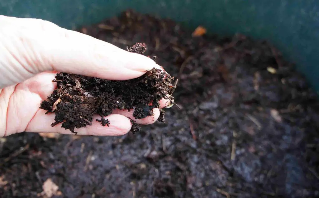leaf mould for mulch to clear garden of weeds