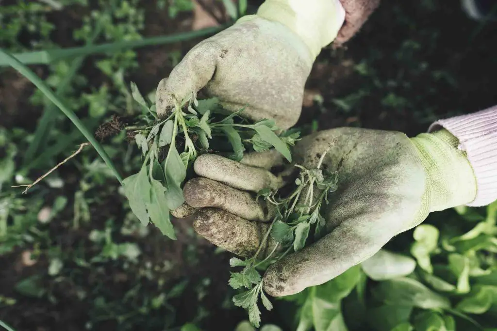 weeds in gloved hands, clearing garden full of weeds