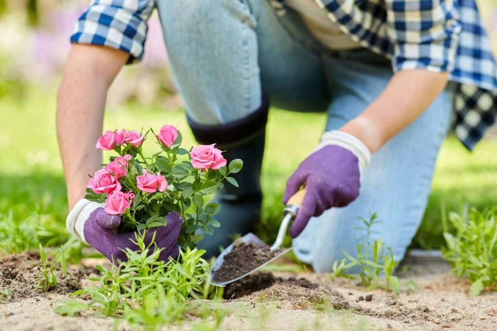 woman planting flowers