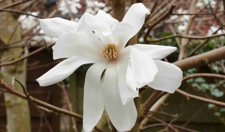 fragrant magnolia flower