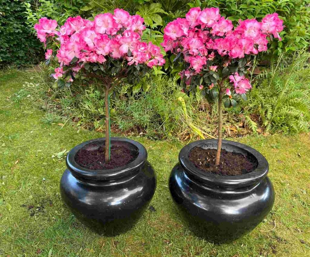patio trees in pots